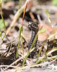 Common Viper