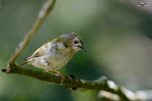 Goldcrest 8328 (1).jpg