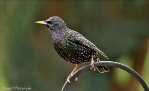 Starling