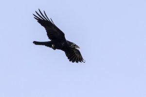 Carrion Crow