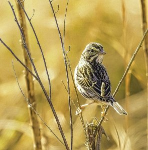 Savannah Sparrow, Attwater Prairie Chicken NWR.jpg