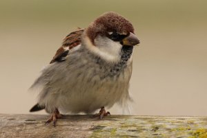 italian sparrow (male)