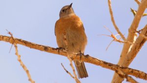 FemaleWesternBluebird.jpg