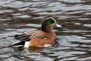 American Wigeon male