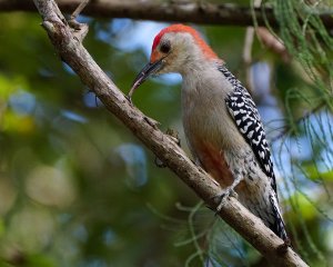 Red-bellied woodpecker