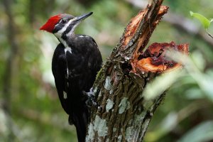 Pileated woodpecker