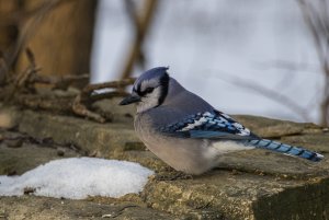 Blue Jay