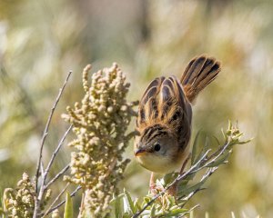 Golden-headed Cisticola