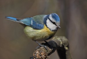 Blue Tit