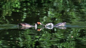 Great Crested Grebe. Feeding the young