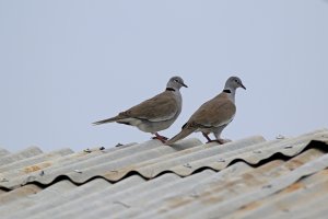 African White-winged Dove