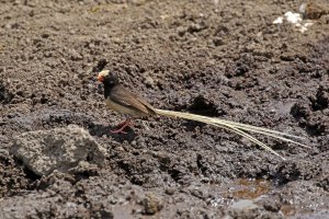 Straw-tailed Whydah