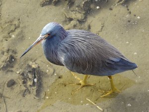 Tricolored Heron.jpg