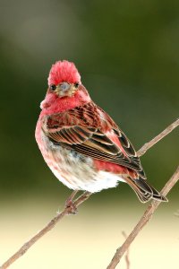 Purple Finch