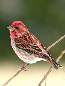 Purple Finch