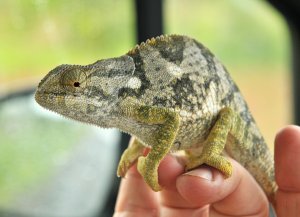 Flap-necked Chameleon