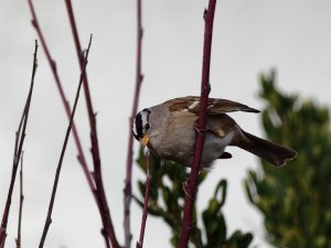 White-crowned sparrow