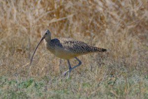 Long-billed Curlew