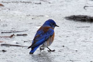 Western Bluebird