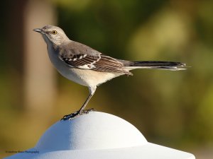 Northern Mockingbird