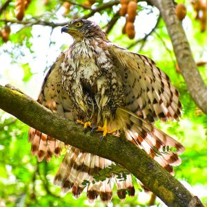 Crested goshawk sunbathing.