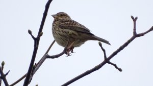 Corn Bunting