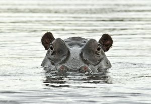 Hippopotamus Hippopotomus amphibius