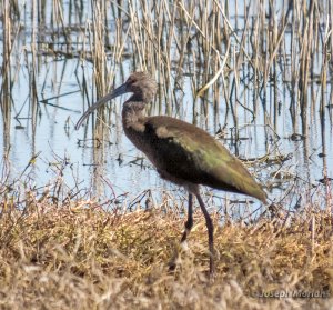 White-faced Ibis