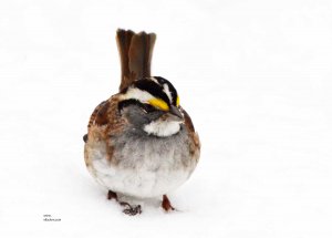 White-throated Sparrow, male.