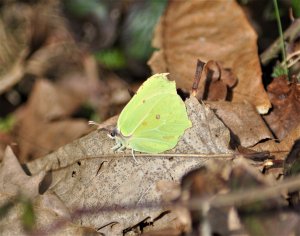 Brimstone