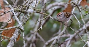 Chipping Sparrow, Lick Creek.jpg