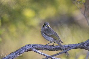 Yellow-faced Honeyeater