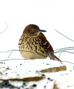 Brown Thrasher