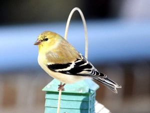 American Goldfinch