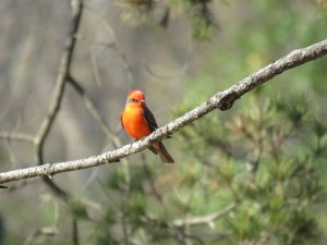 Vermilllion Flycatcher