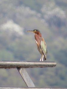 Green Heron