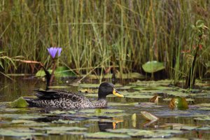 Yellow-billed Duck