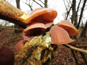 Jelly ear fungus