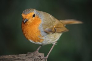 Robin