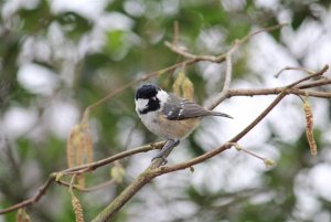 Coal Tit