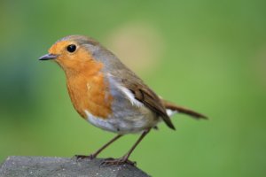 robin