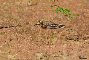 Thick-knee