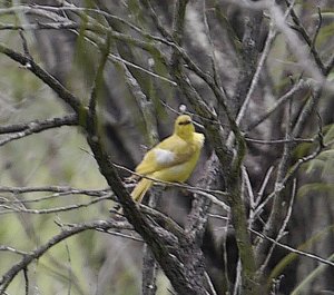 Yellow Honeyeater