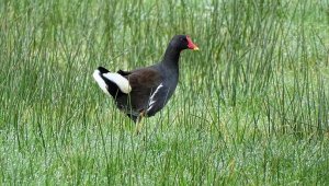 Moorhen