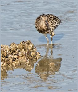 Curlew with prey