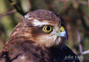 sparrow hawk