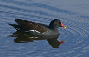 moorhen