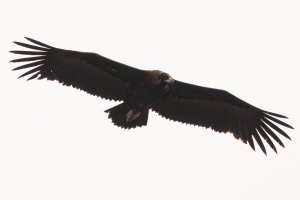 immature cinereous vulture