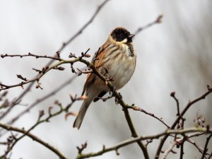 Reed Bunting