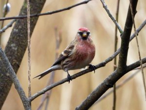 lesser redpoll